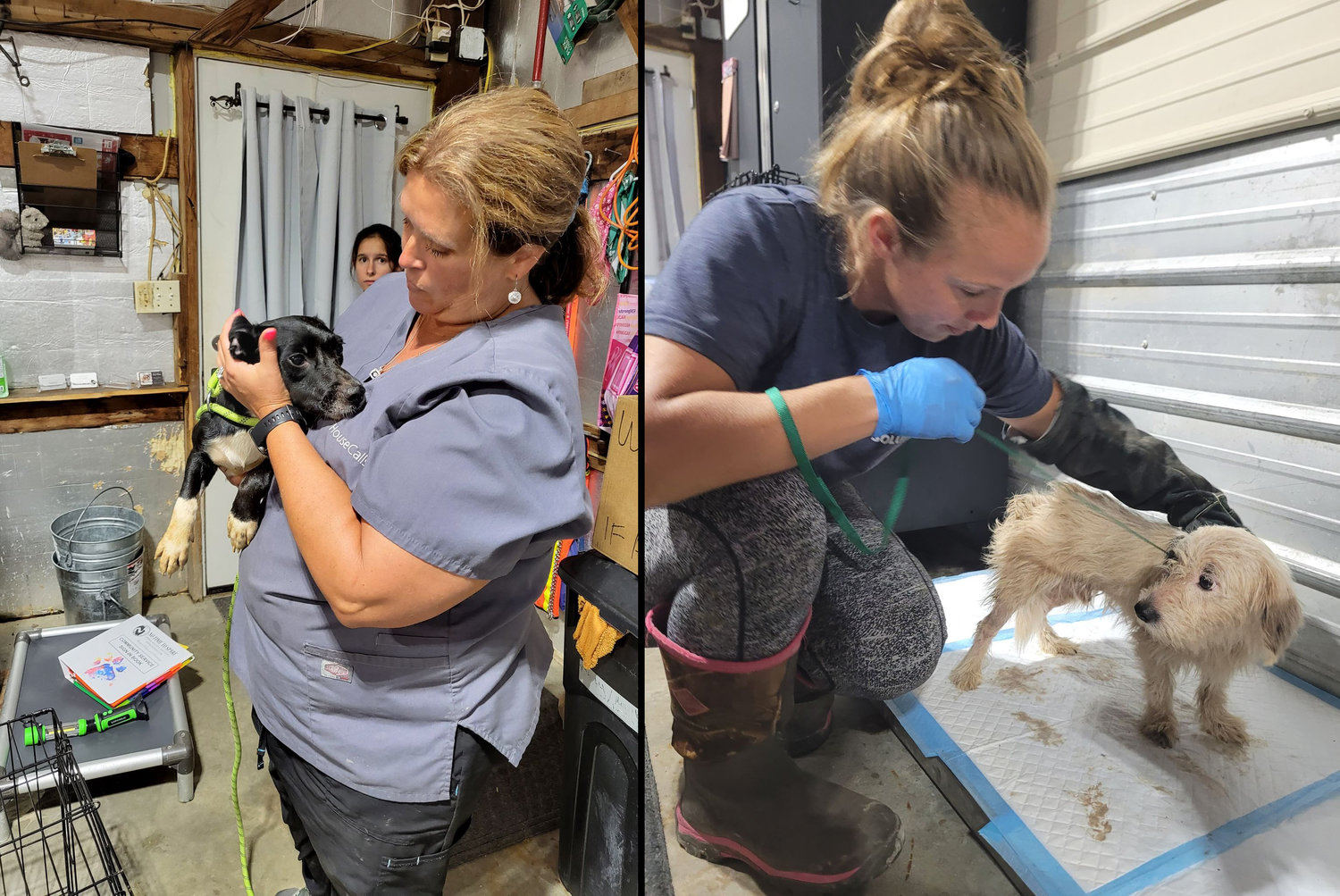 Animal rescue takes in dozens of dogs from two run-down homes - Warren  County Record